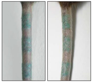 A tattooed mouse tail from the study.